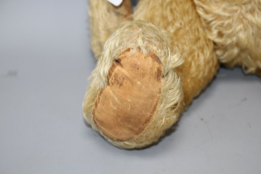 An Alpha Farnell bear, c.1950, 20in., original paw pads, one damaged, glass eyes, slight thinning to front and back of body